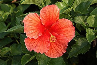 《命运2》开发商Bungie也遭SIE裁员